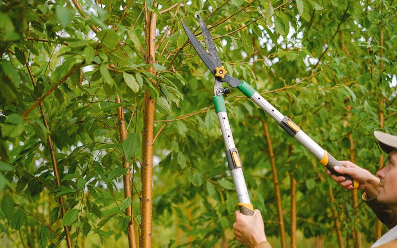 Tree trimming in Dell Rapids, SD