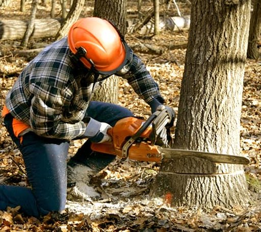 Tree Removal in Dell Rapids, SD